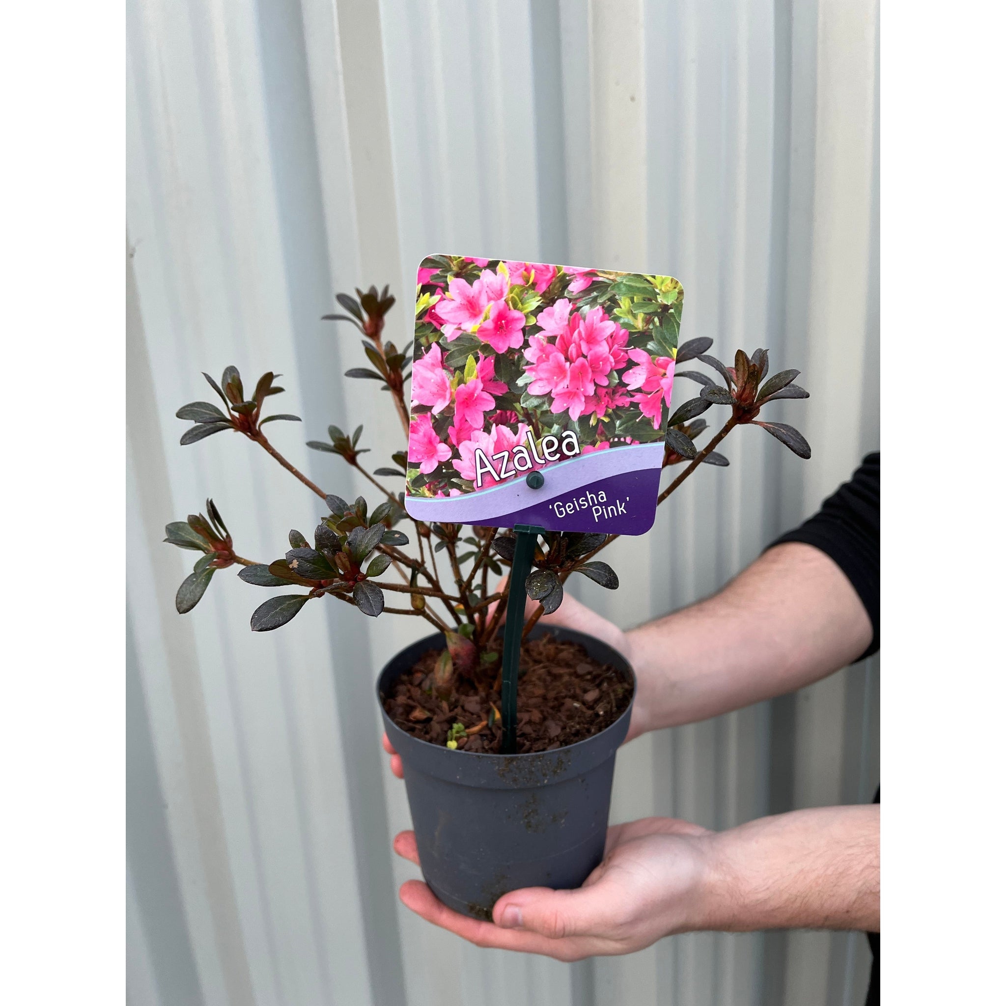 Azalea 'Geisha Pink' 1.5L One Click Plants