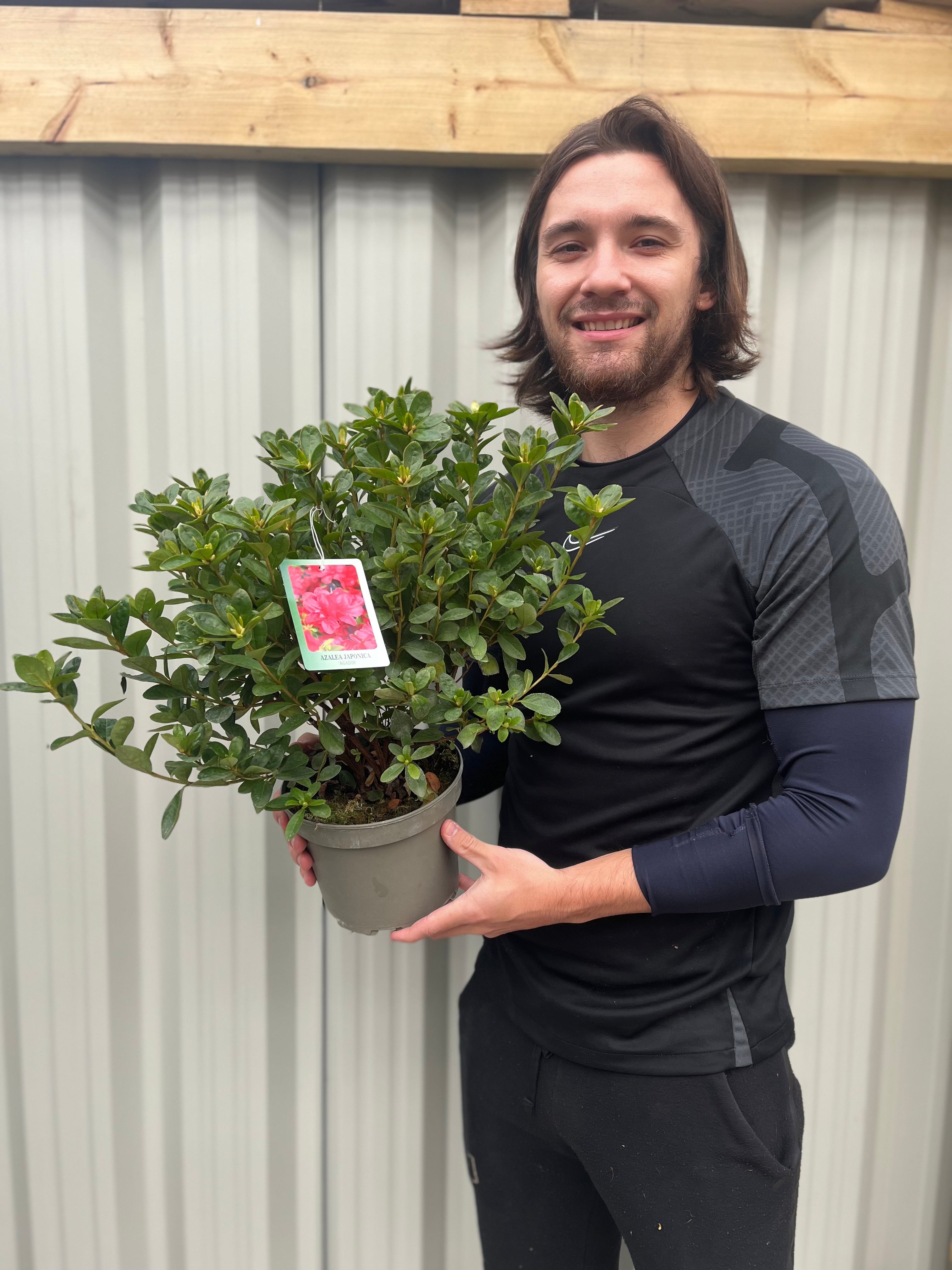 Azalea japonica 'Agadir' 1.5L One Click Plants