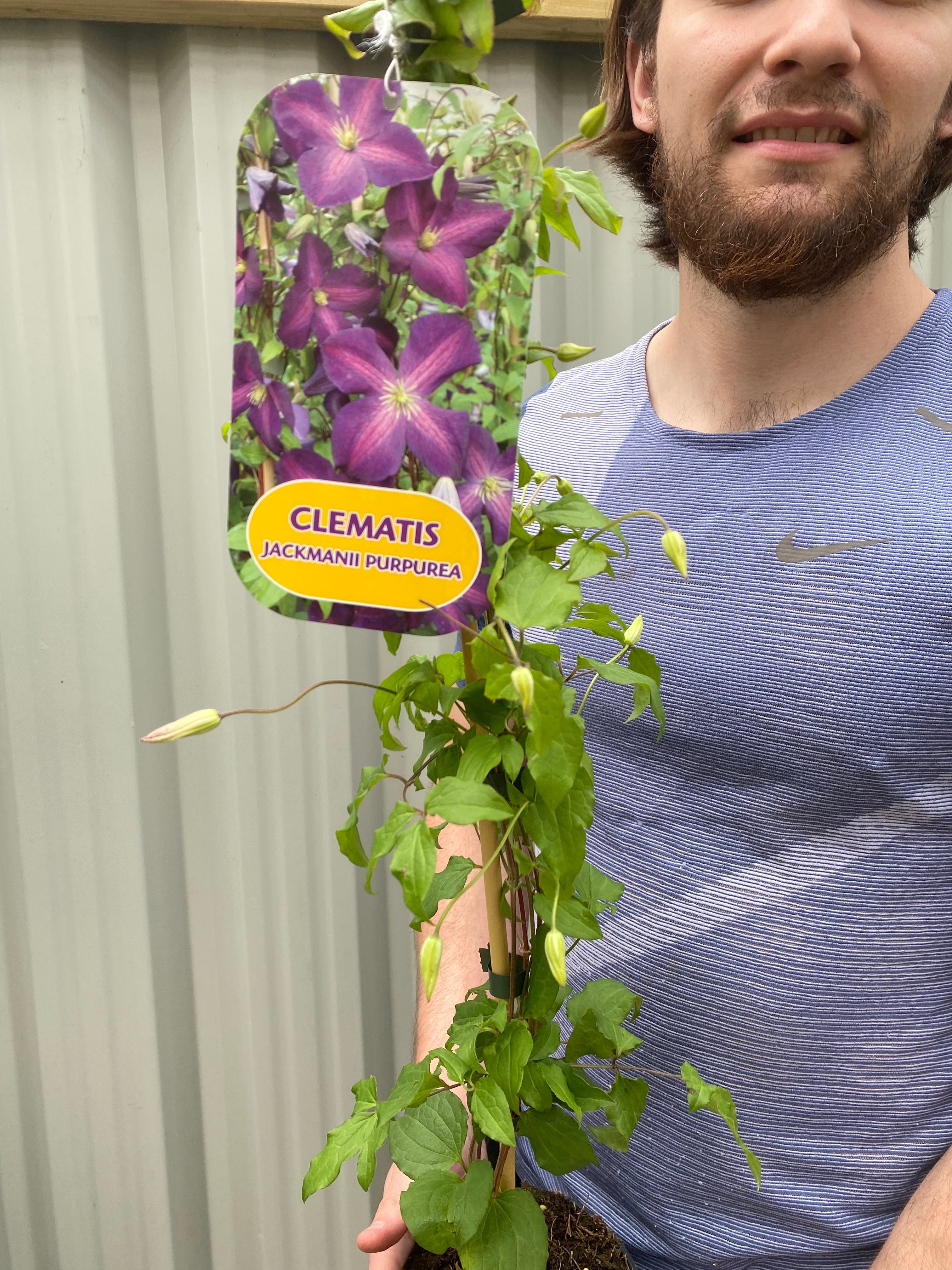 Clematis 'jackmanii purpurea' 60cm One Click Plants