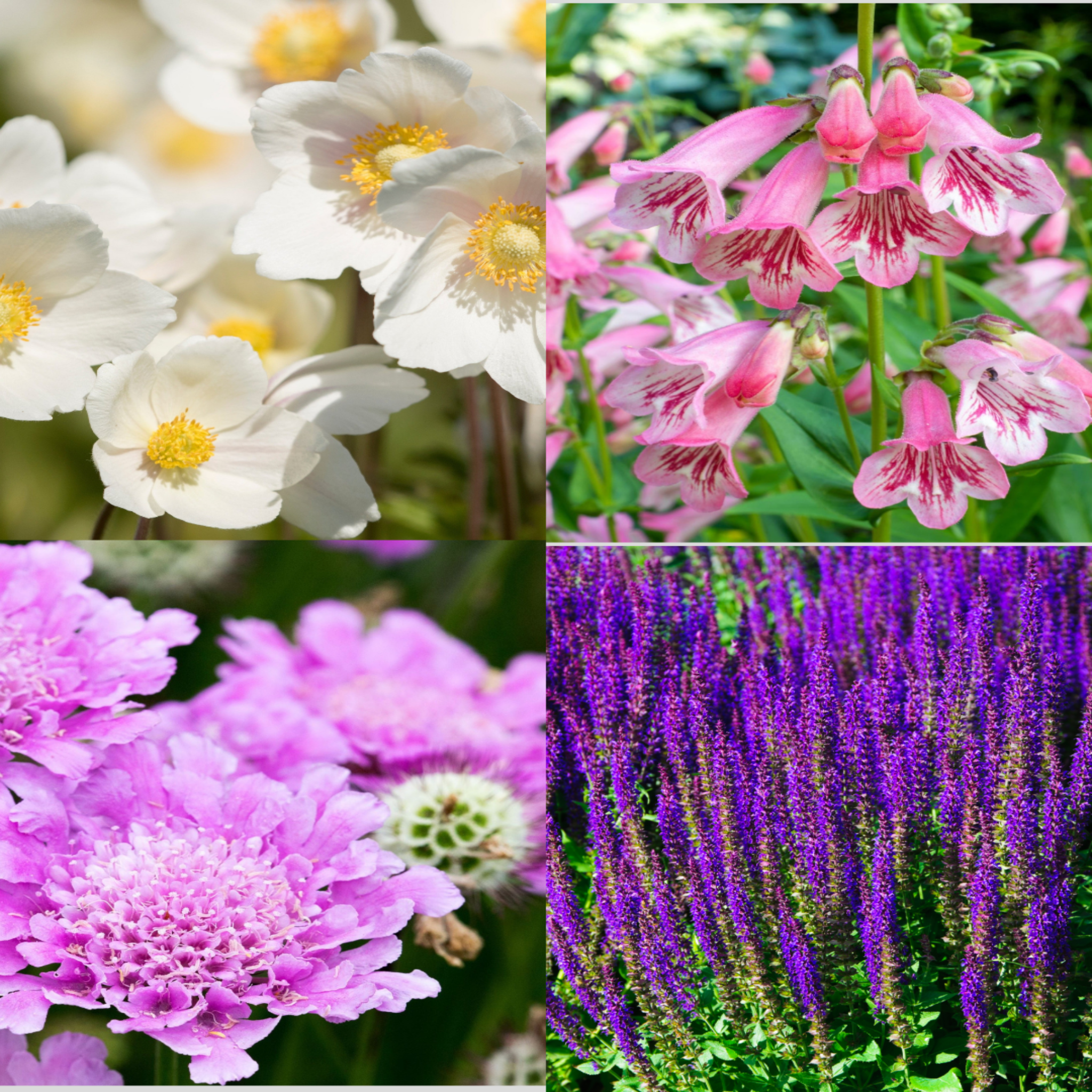 4 x Mixed Perennials – Pink, White & Purple | 9cm Pots One Click Plants