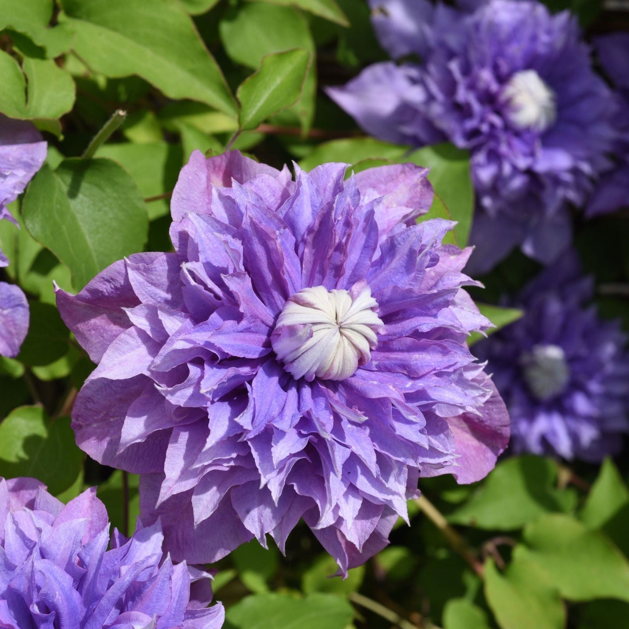 Clematis 'Multiblue' 50cm One Click Plants