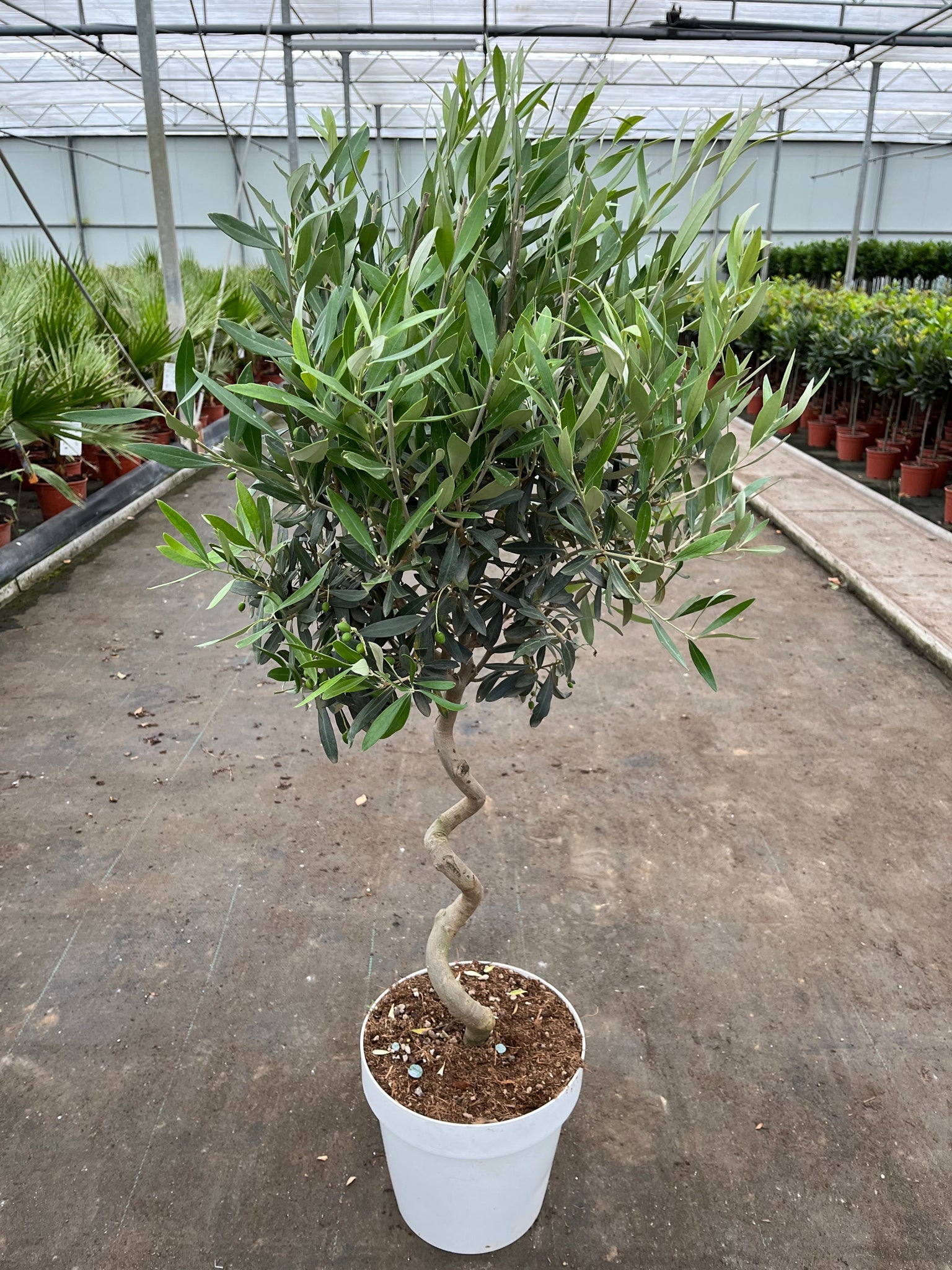 4-5ft Twisted Stem Olive Tree | Hardy Evergreen Potted Tree (Multibuy Offers Available) One Click Plants