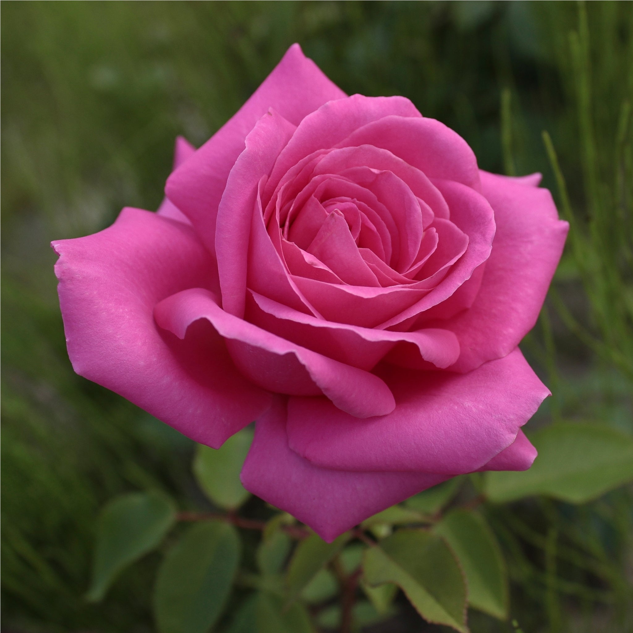 Pink Favourite Rose - Hybrid Tea One Click Plants