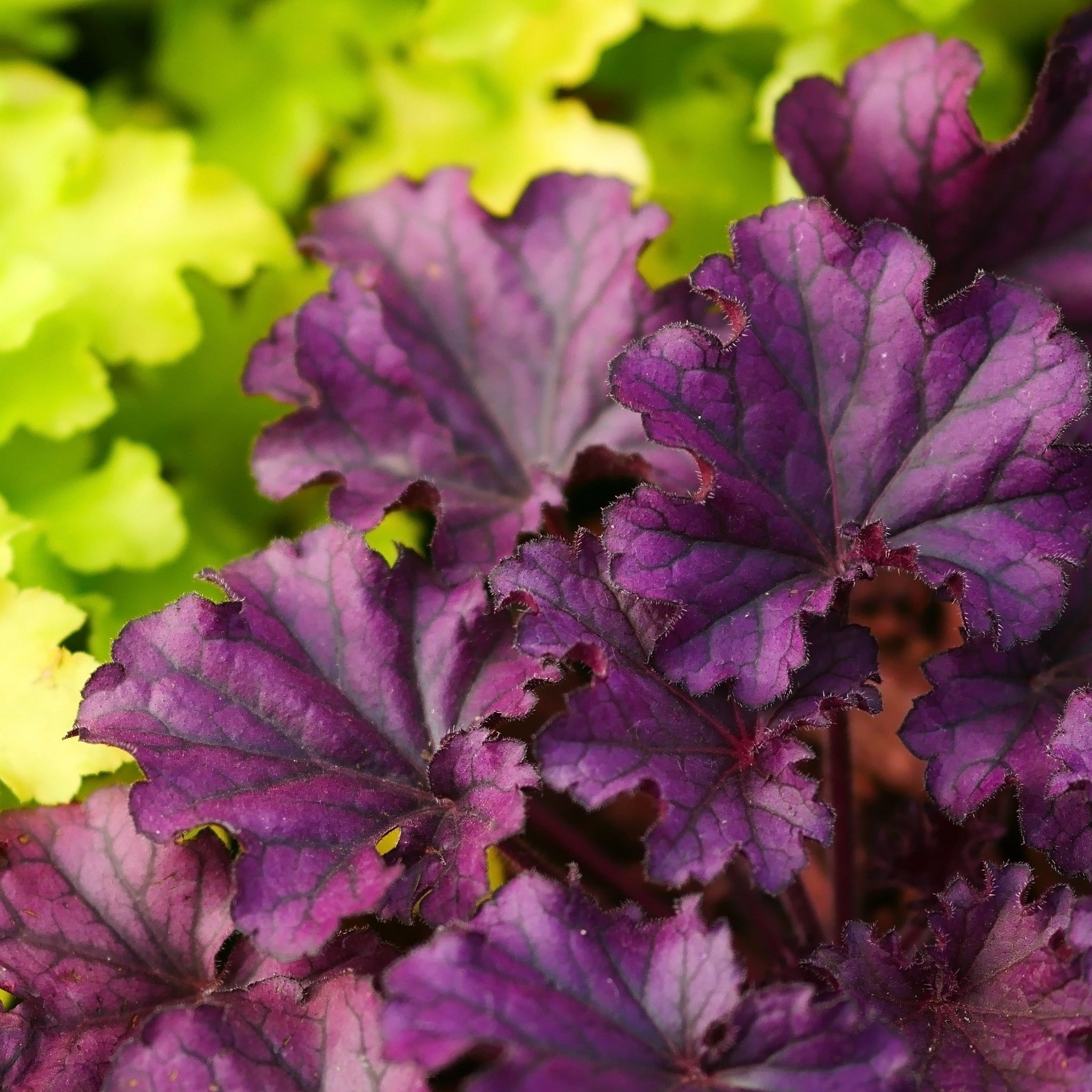 Heuchera 'Melting Fire' 9cm/2L One Click Plants