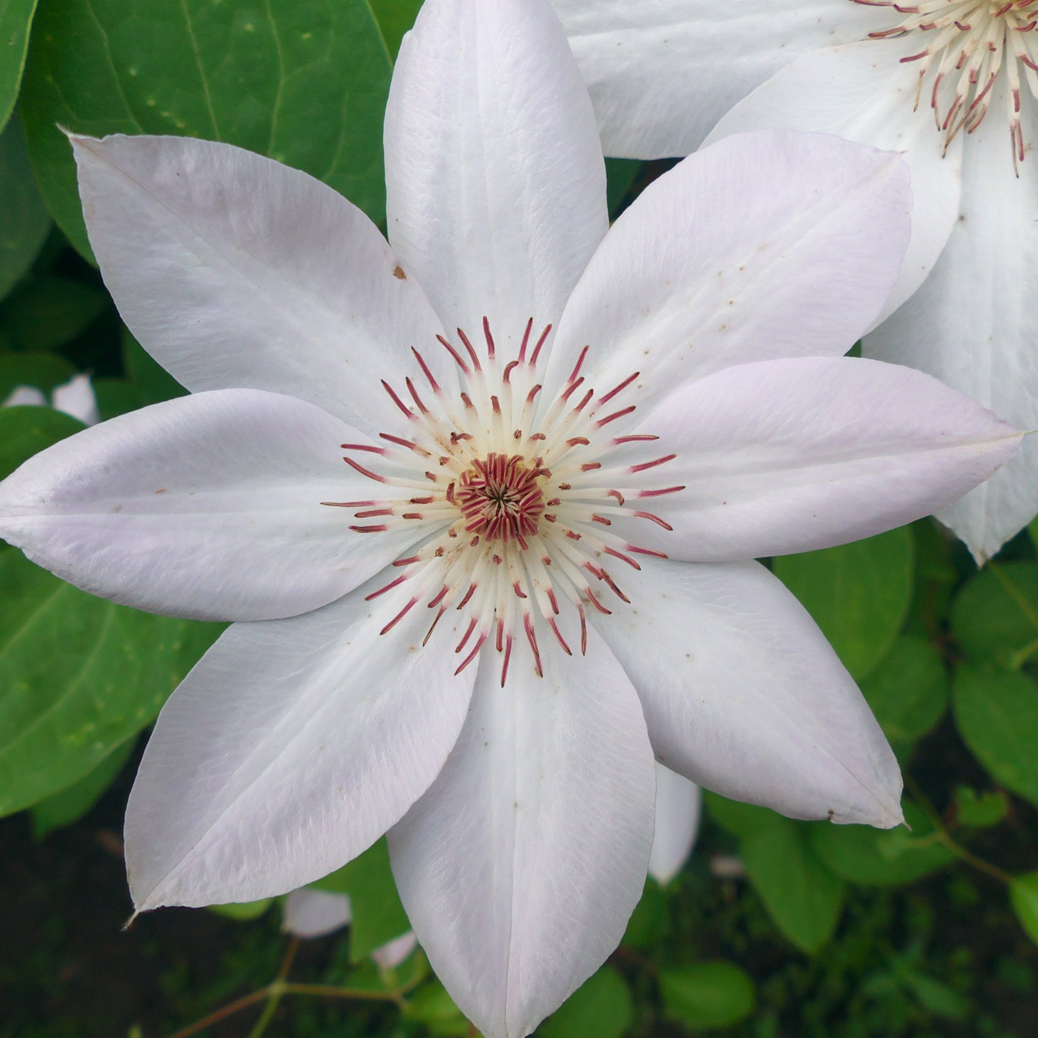 Clematis 'Miss Bateman' 60cm One Click Plants