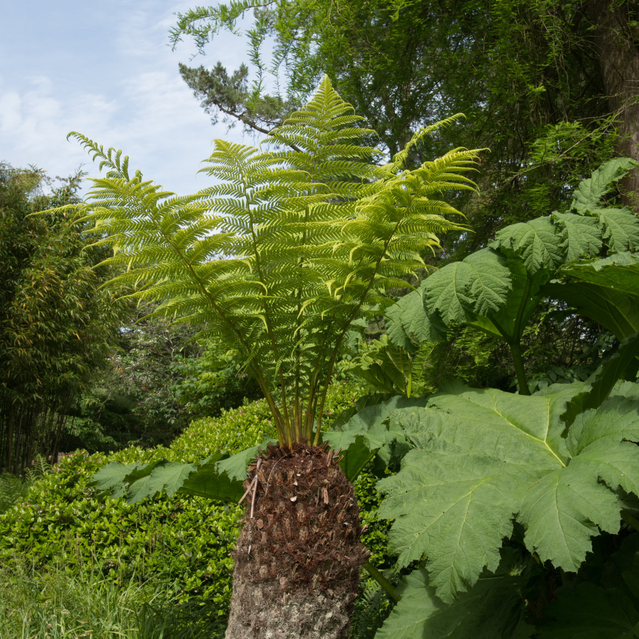 Dicksonia antarctica 'Tree Fern' 1/2/5L One Click Plants
