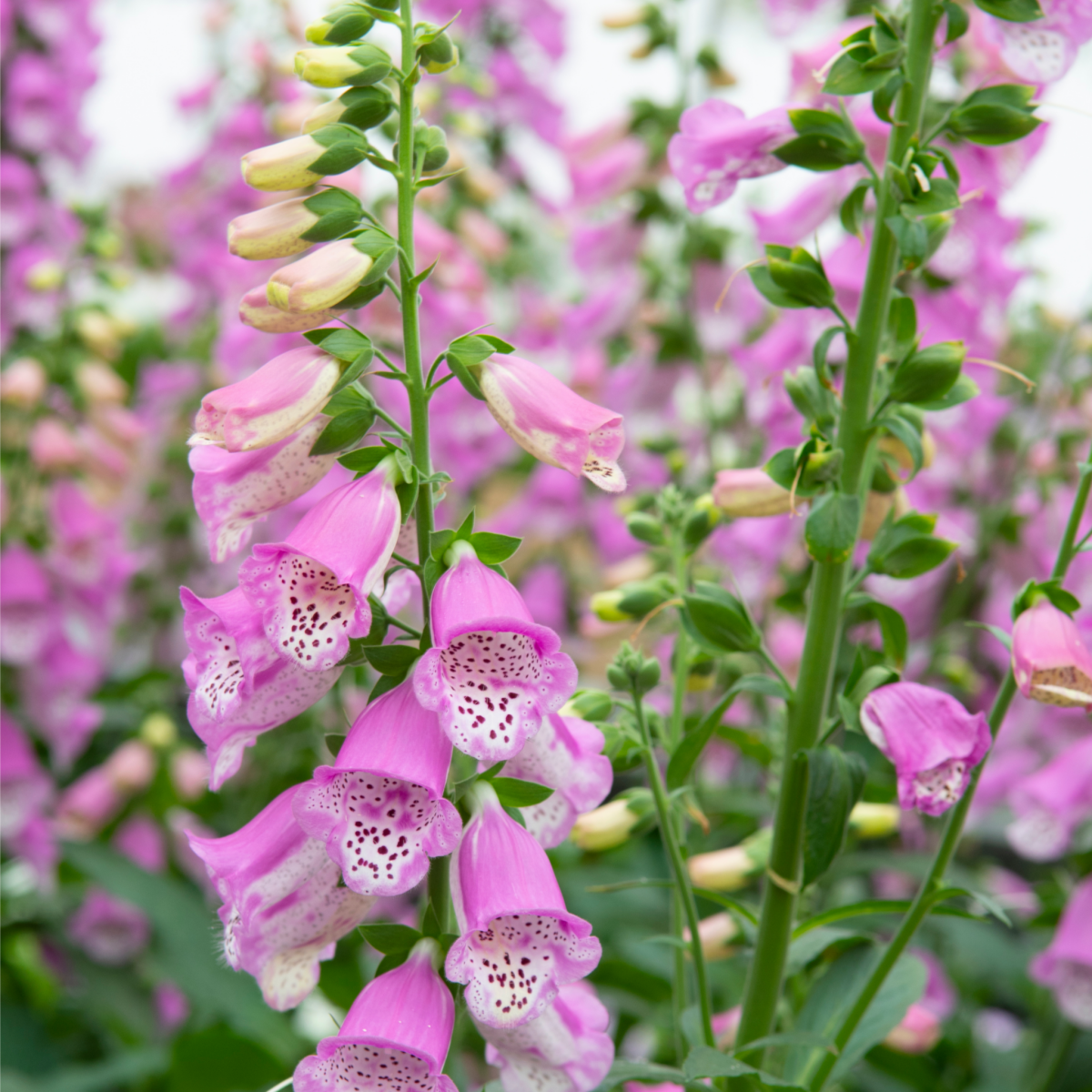 Digitalis 'Pink Panther' Foxglove (Two Sizes Available) One Click Plants