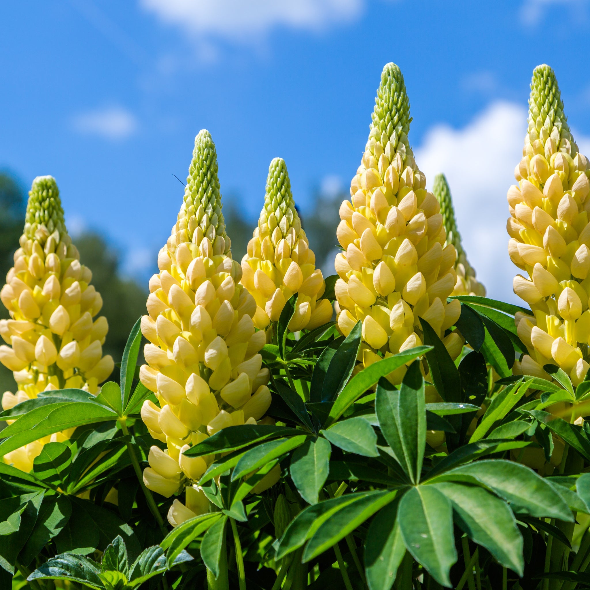 Lupin 'Gallery Yellow' 9cm / 1.5L / 3L One Click Plants