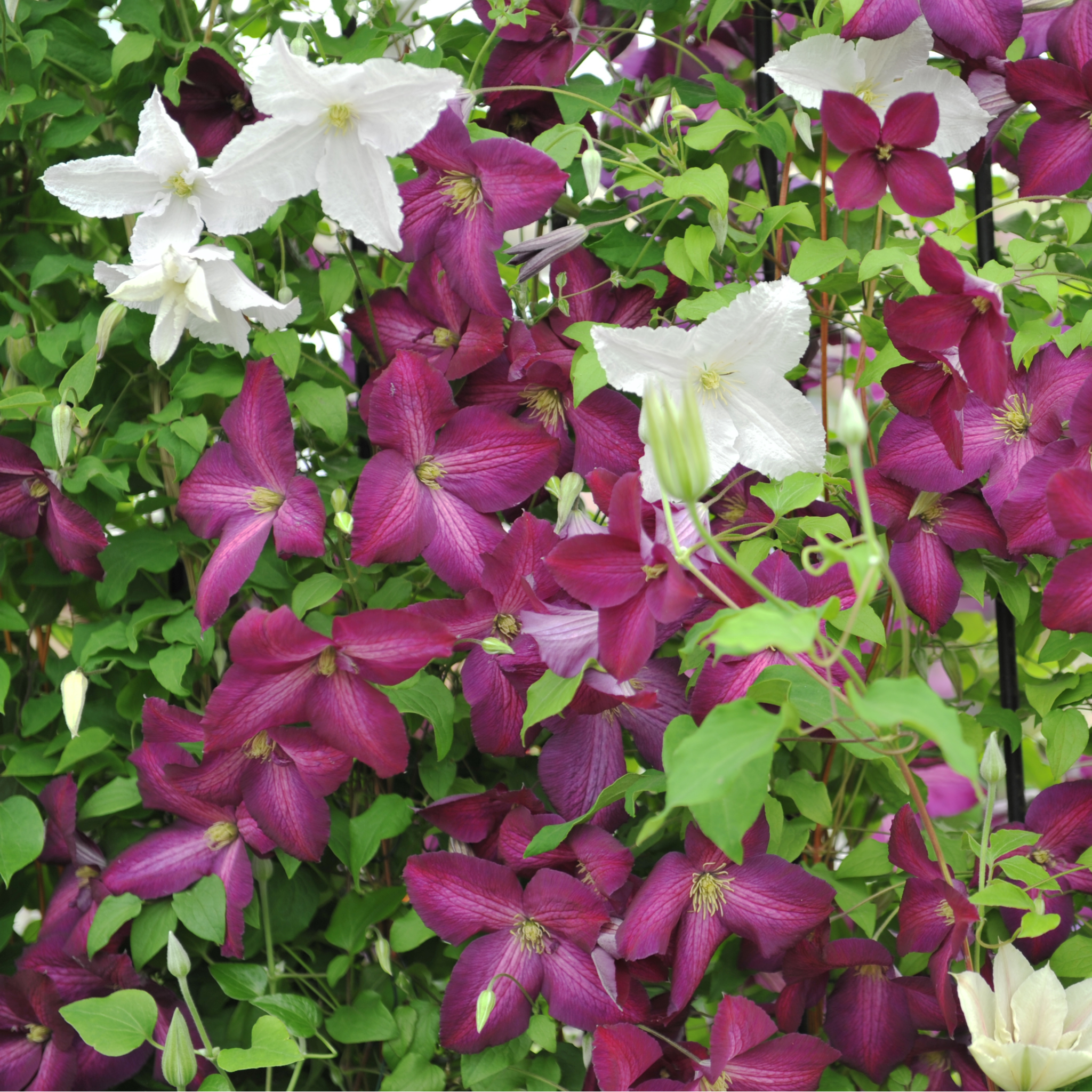 Clematis 'jackmanii purpurea' 60cm One Click Plants