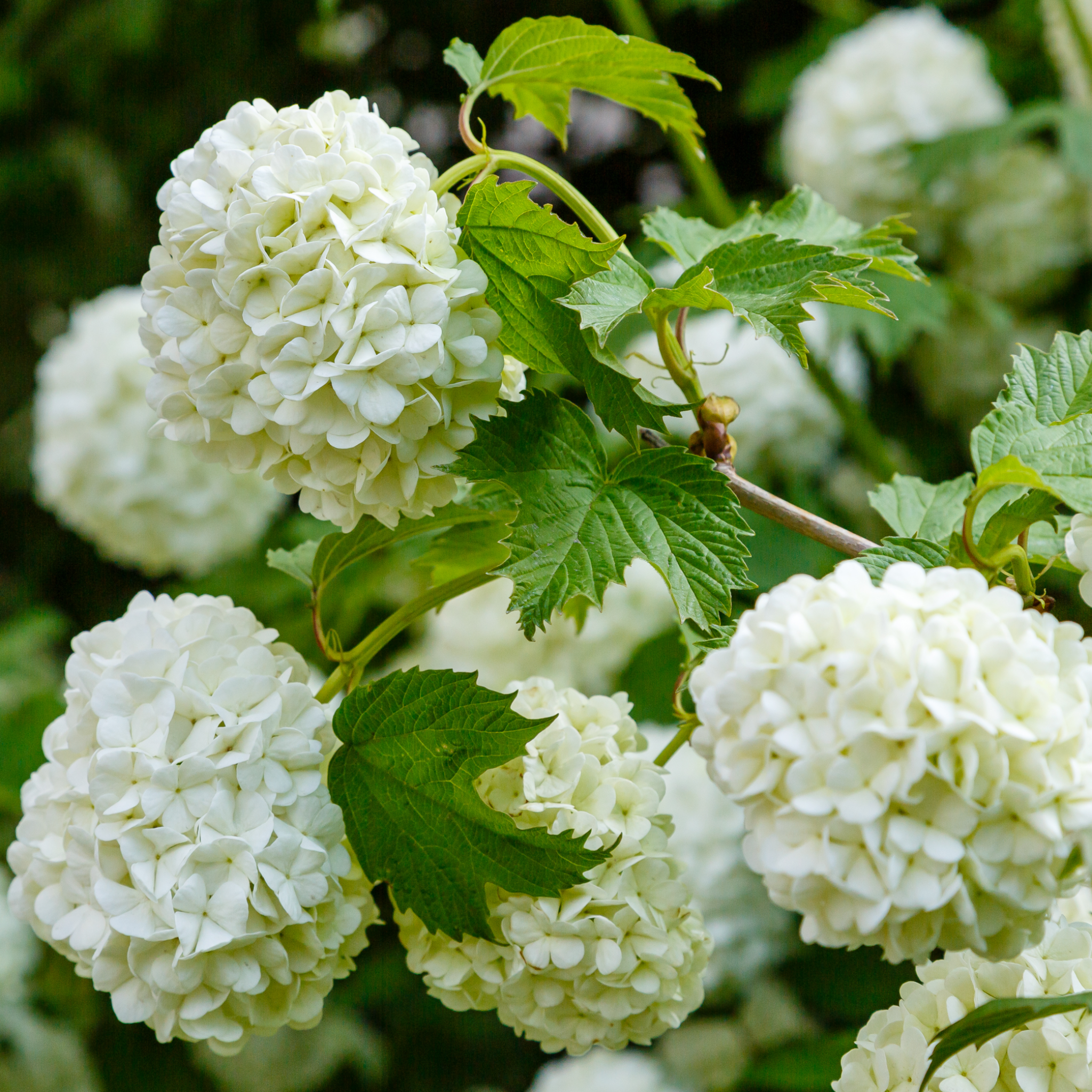 Viburnum opulus 'Roseum' (Snowball) 9cm / 2L / 5L One Click Plants