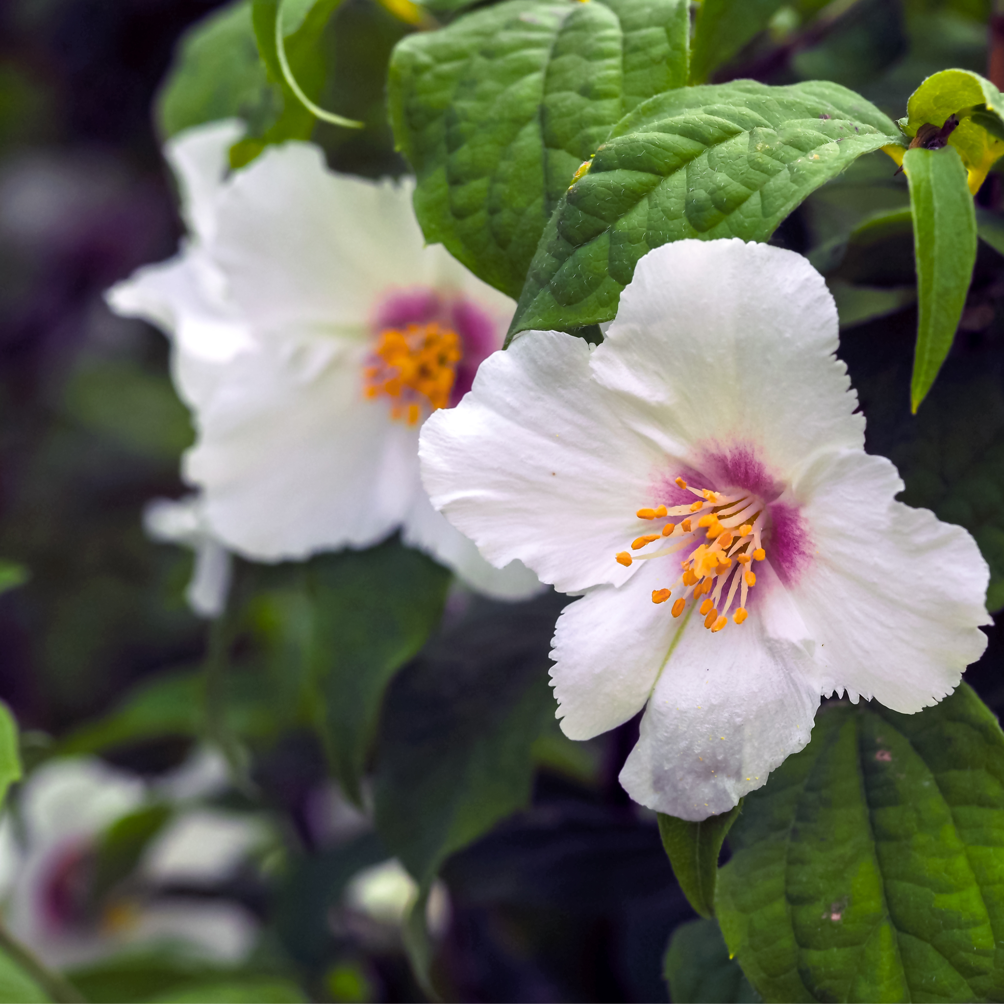 Philadelphus 'Belle Etoile' 9cm/ 1L / 2L / 4L One Click Plants