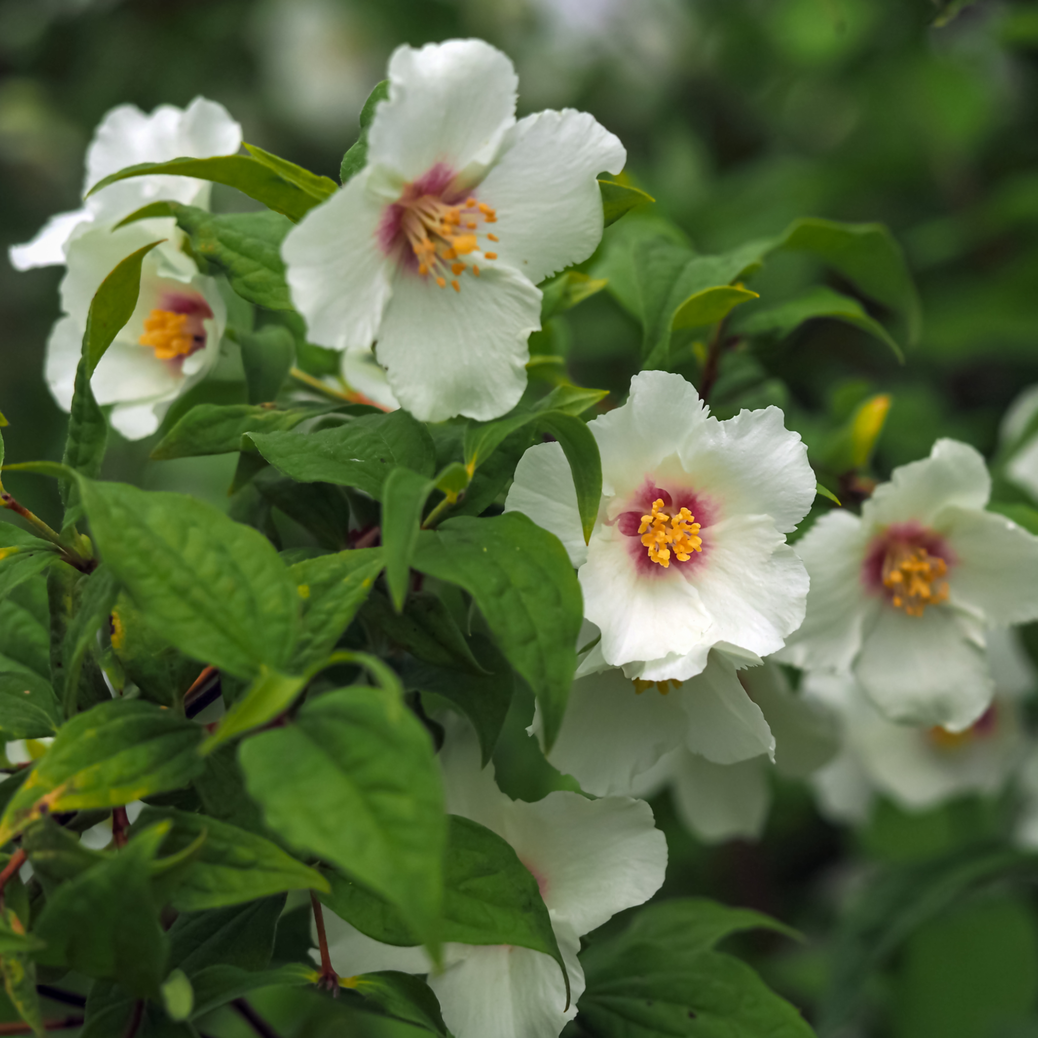 Philadelphus 'Belle Etoile' 9cm/ 1L / 2L / 4L One Click Plants