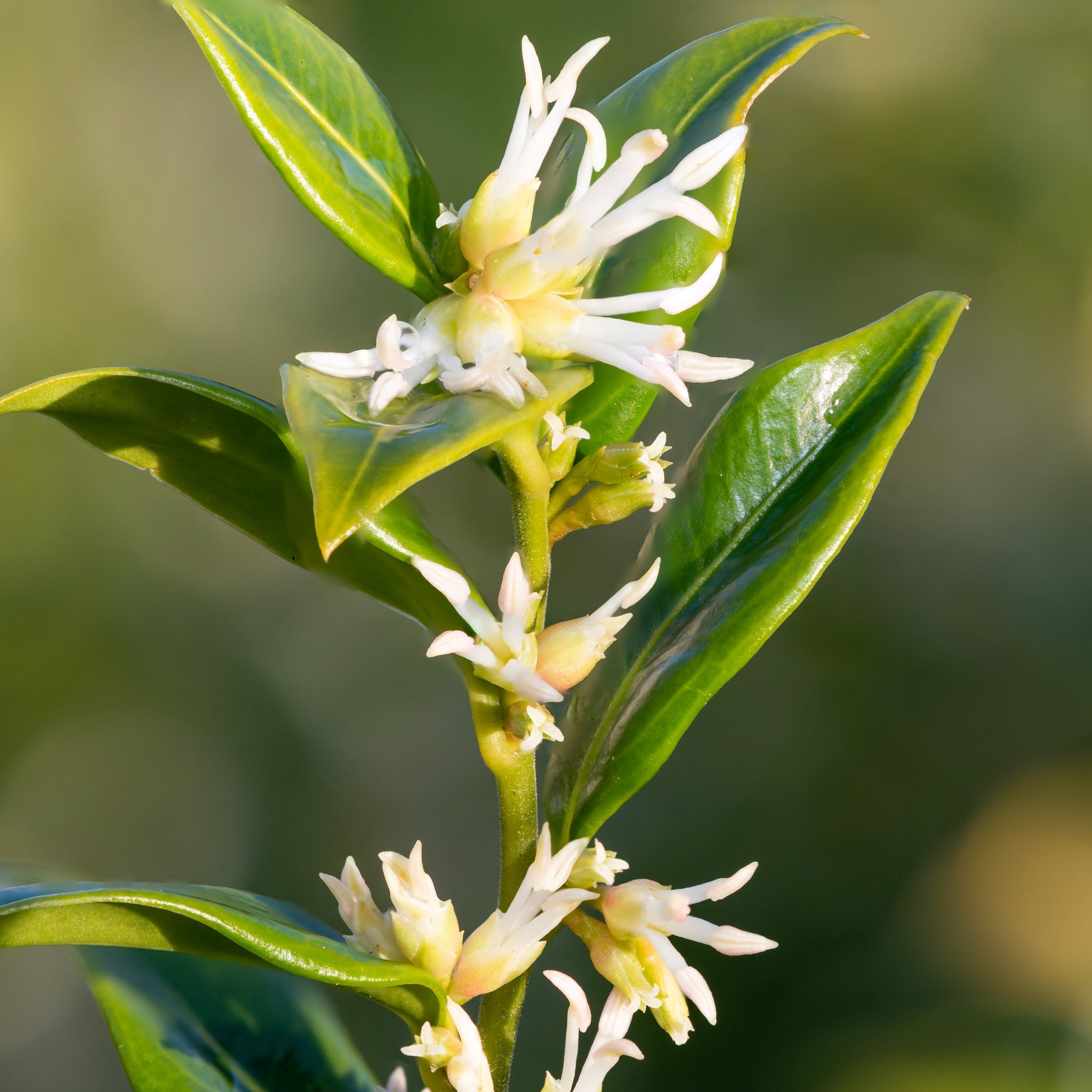 Sarcococca confusa 9cm/1L/2L One Click Plants