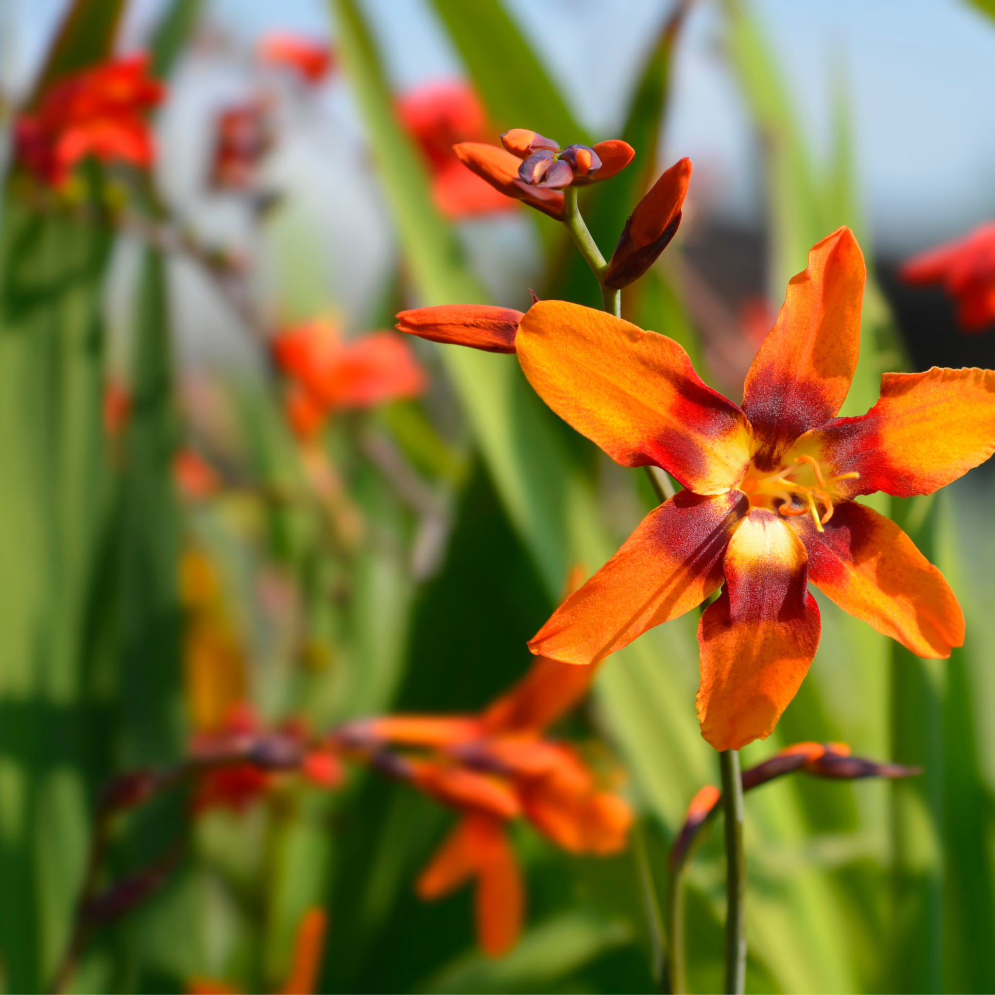 Crocosmia x crocosmiiflora 'Emily Mckenzie' 9cm/2L One Click Plants