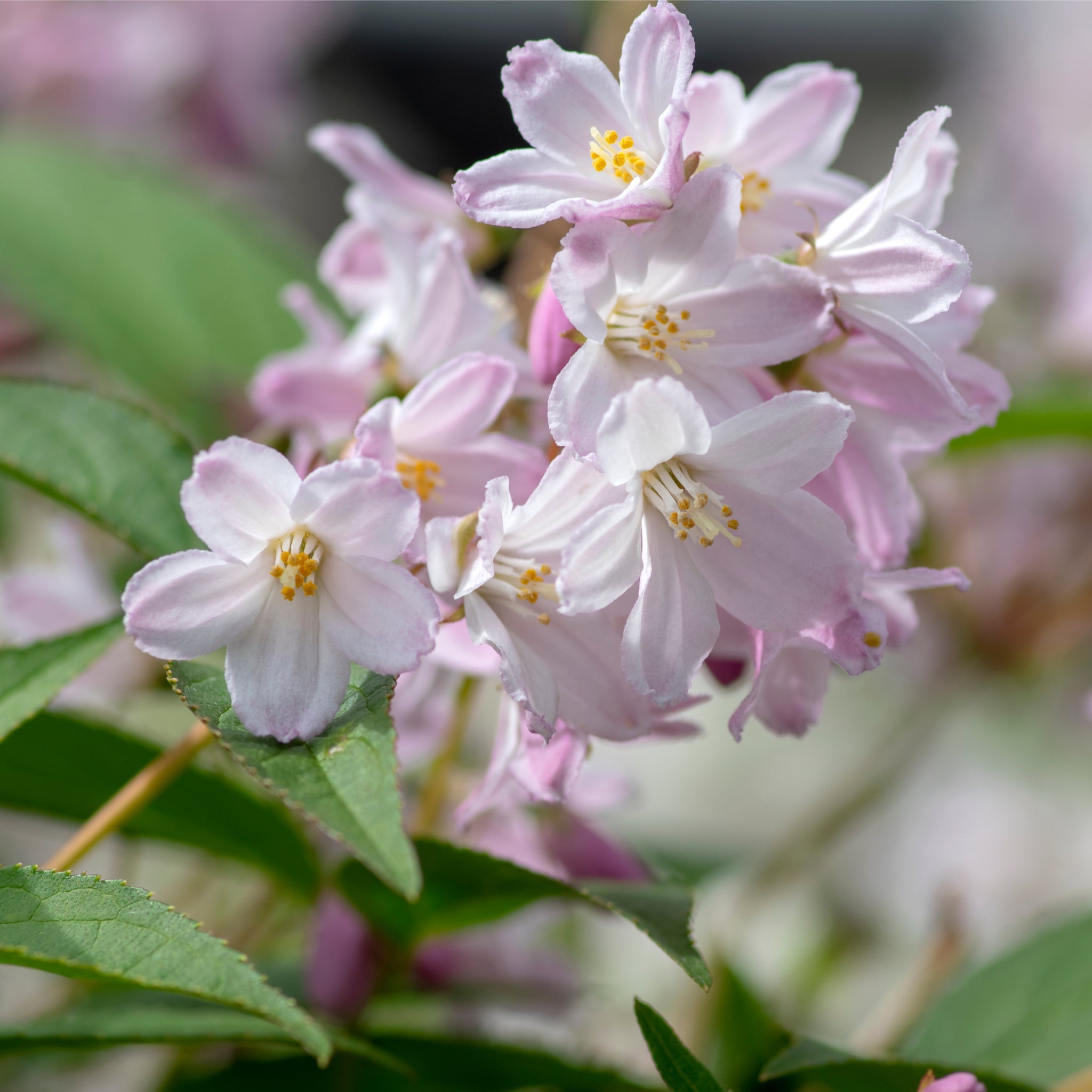 Deutzia 'Mont Rose' 1L / 2L One Click Plants
