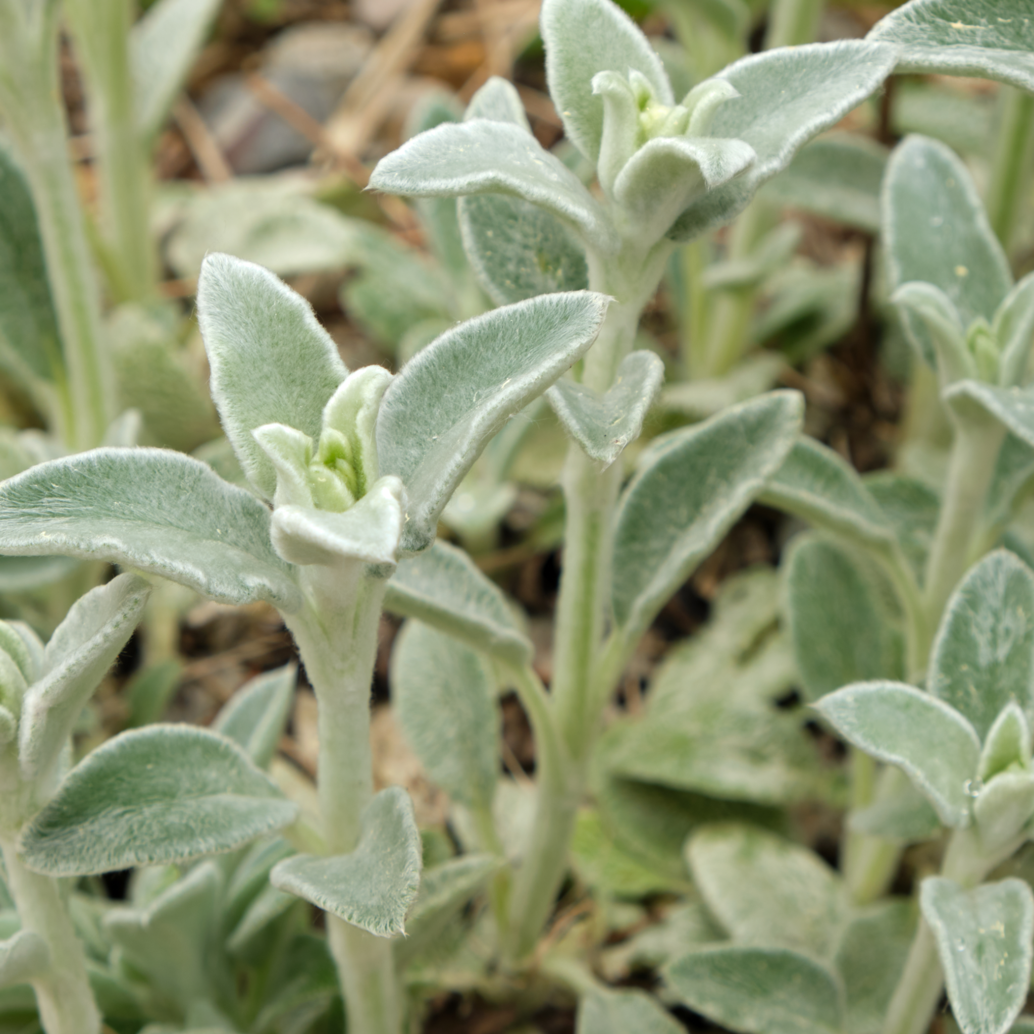 Stachys lanata 9cm / 2L One Click Plants