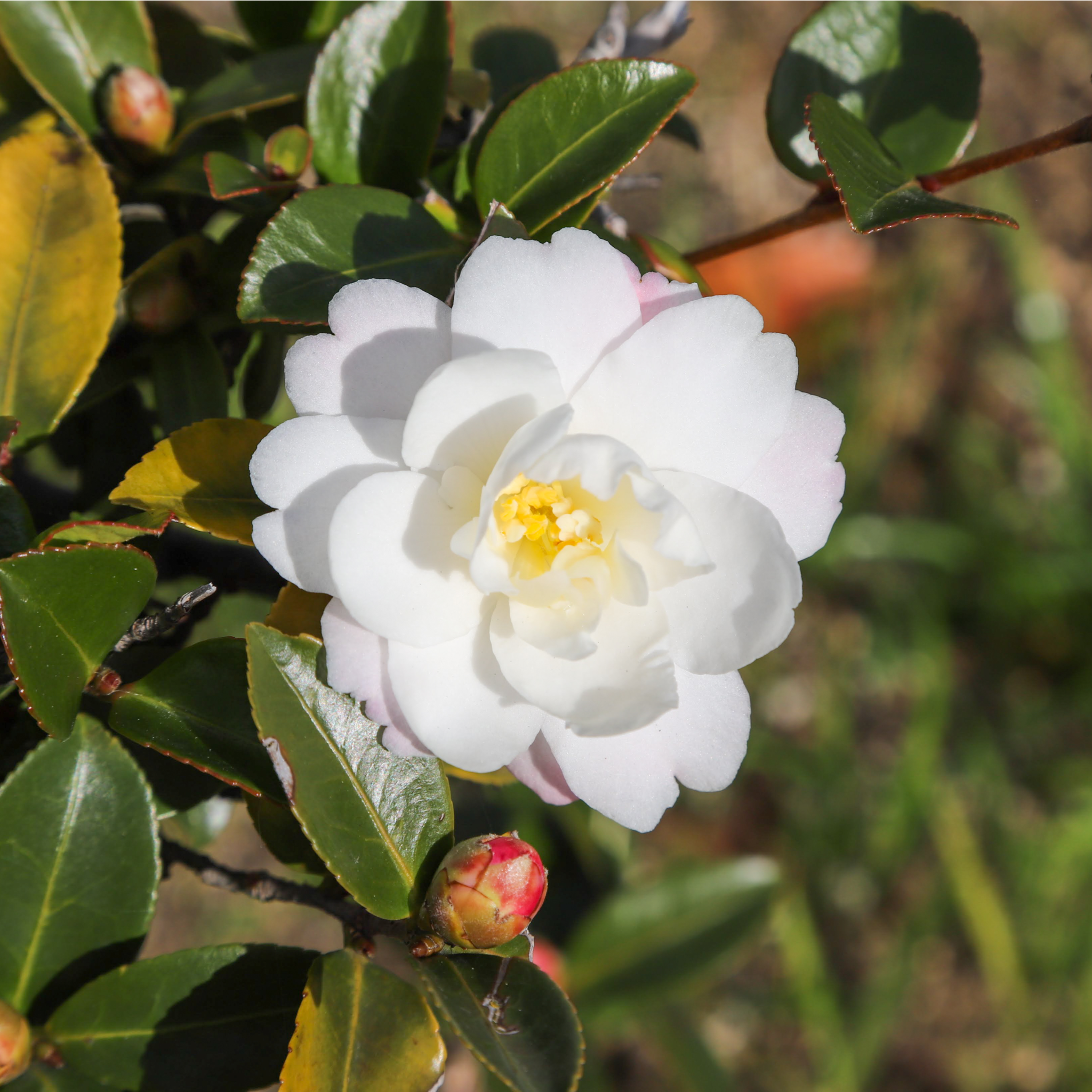 Camellia japonica White Swan 60cm One Click Plants
