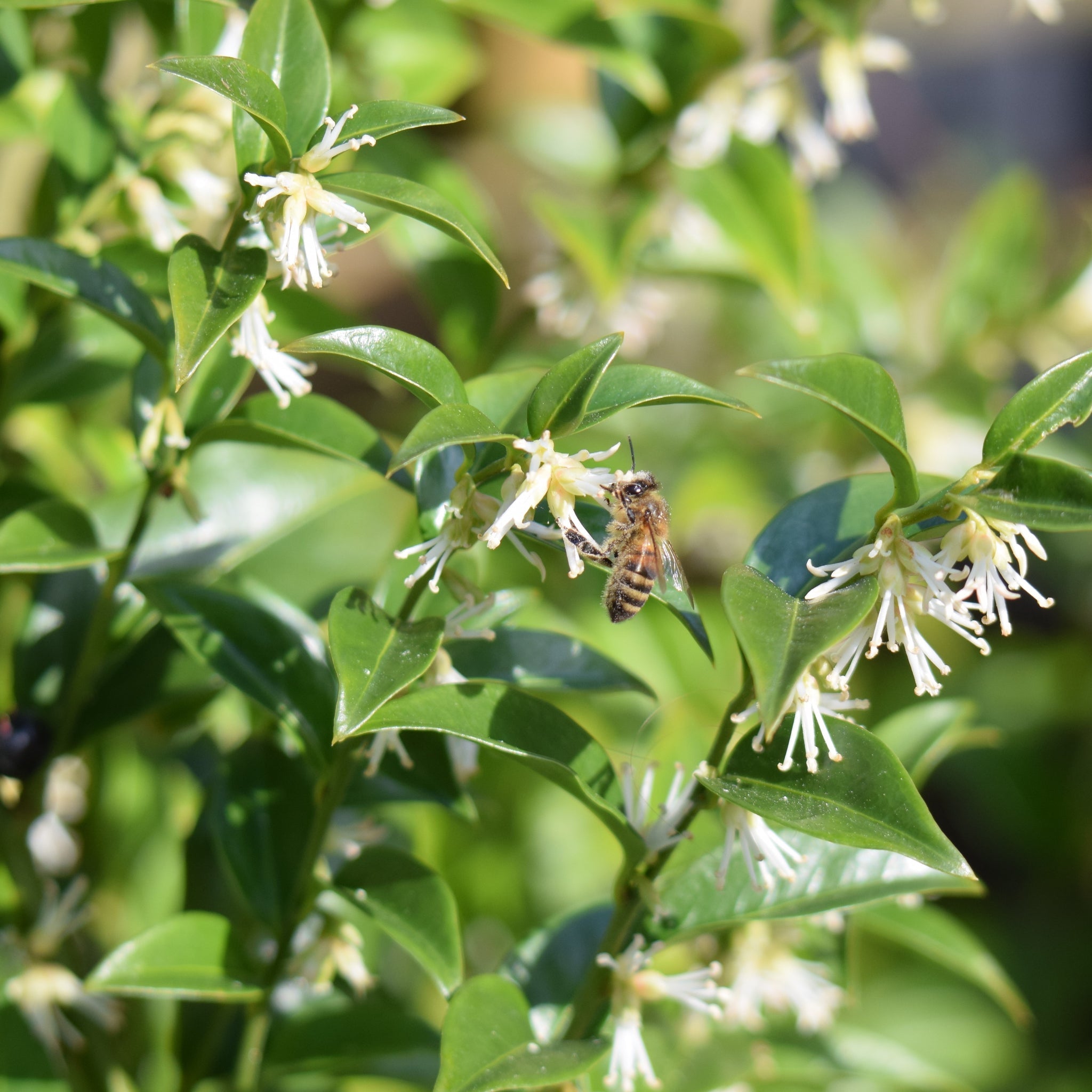 Sarcococca confusa 9cm/1L/2L One Click Plants