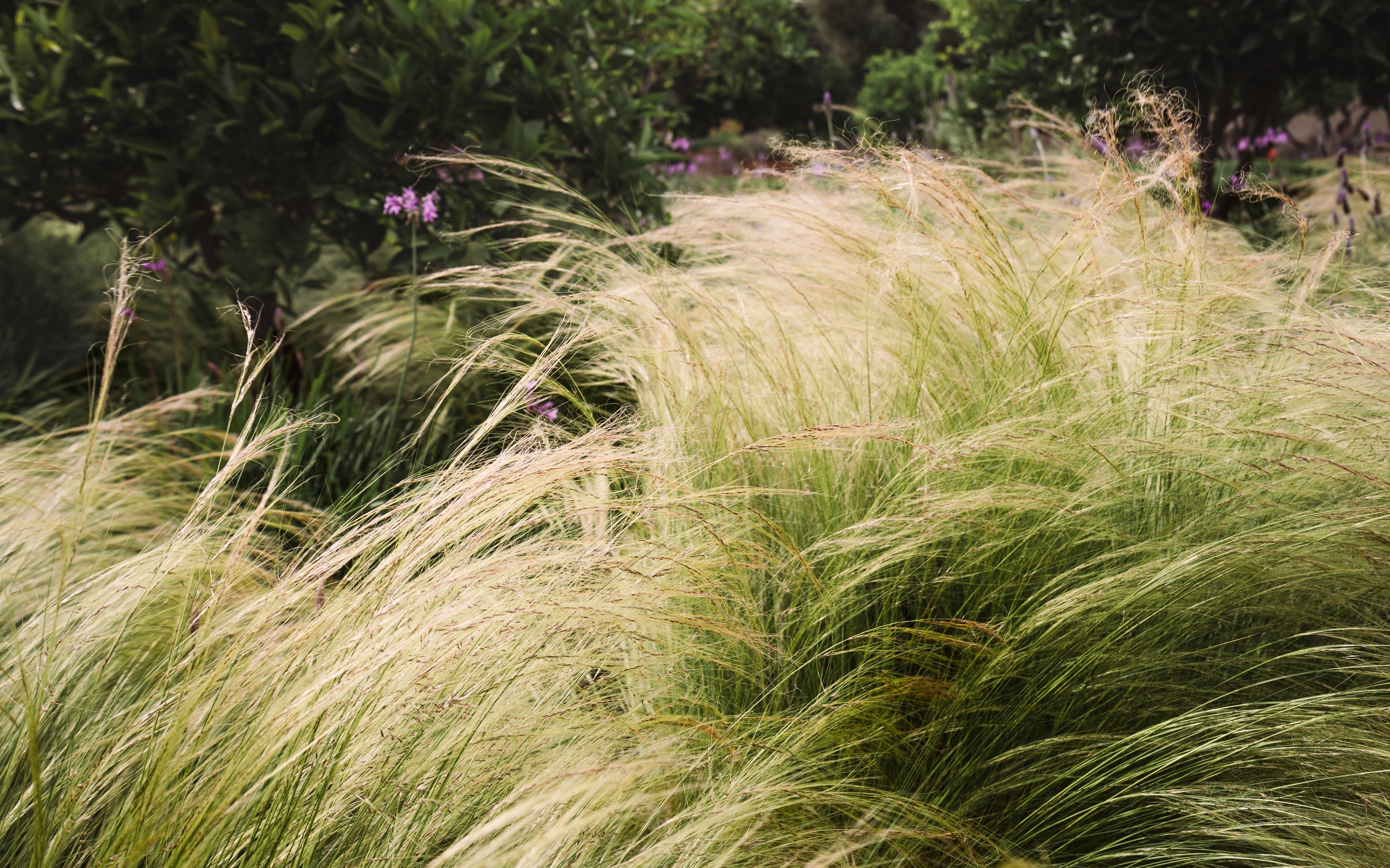 Stipa tenuissima 'Ponytails' 9cm/3L One Click Plants