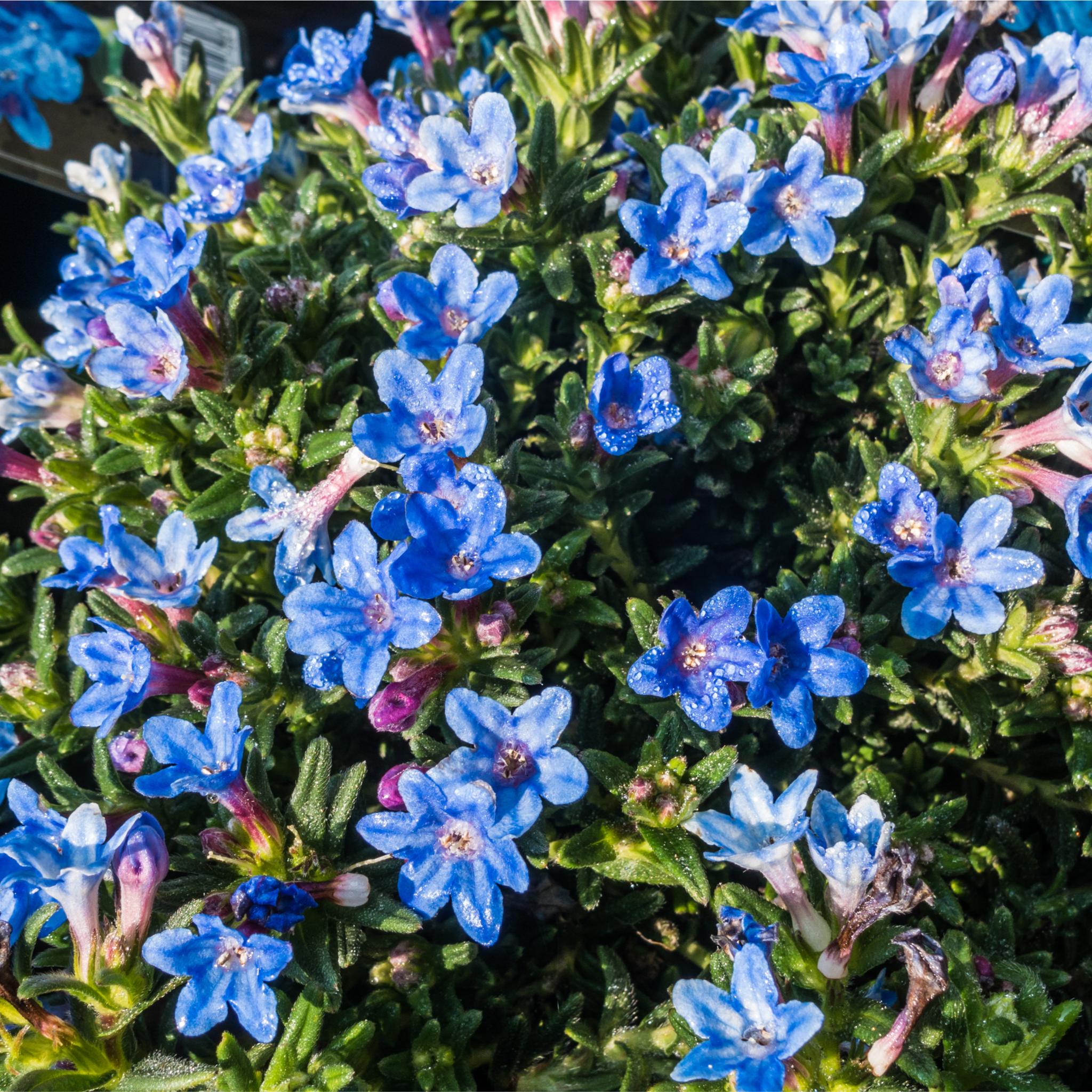 Lithodora 'Heavenly Blue' One Click Plants