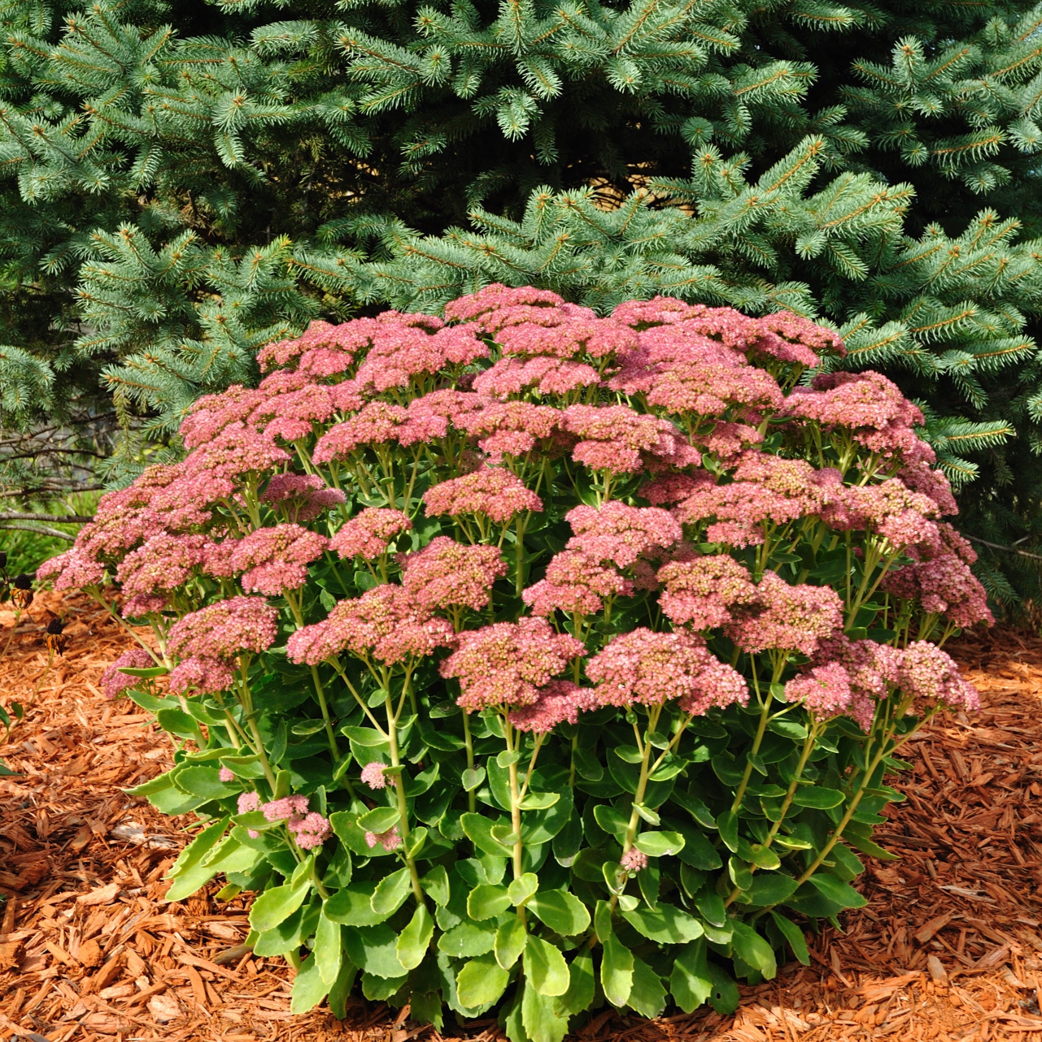 Sedum 'Autumn Joy' 9cm One Click Plants